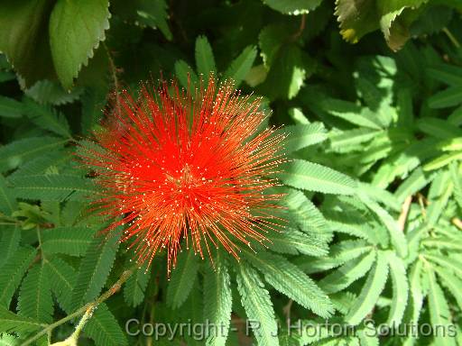 Calliandra red_2 